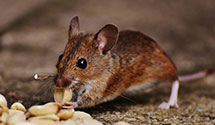 Find Exterminators in Doddridge County